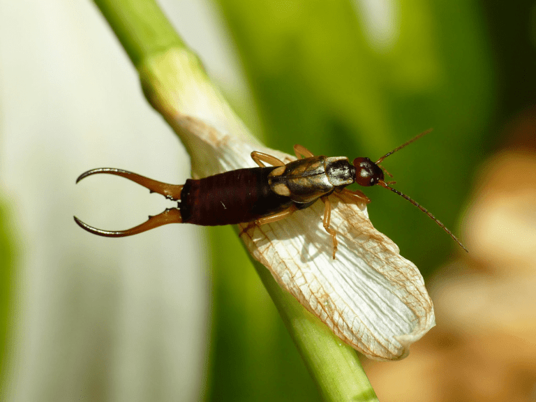The Spiritual Meaning and Symbolism of Earwigs