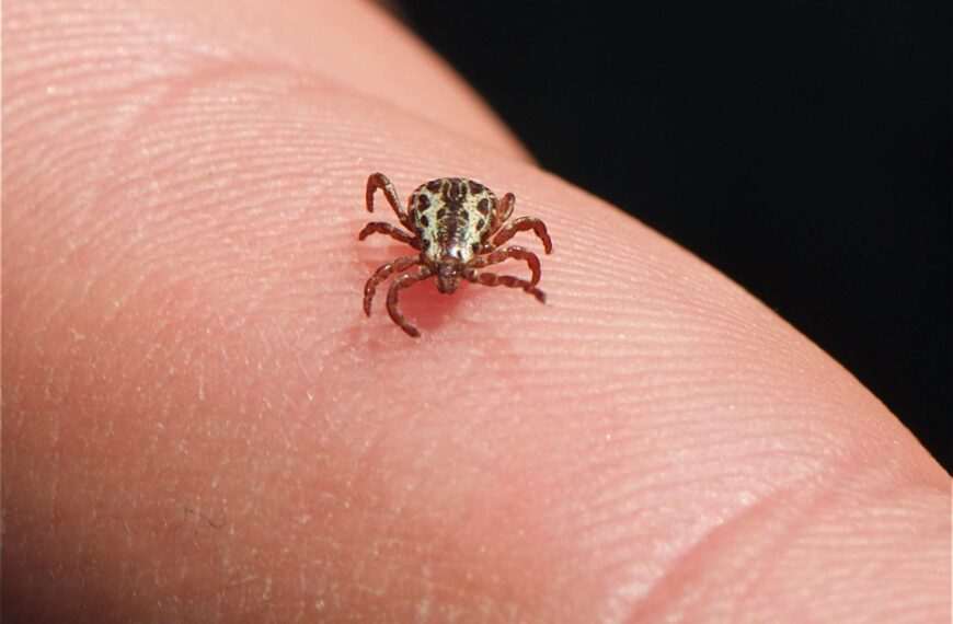 Symbolism and Spiritual Meaning of Ticks