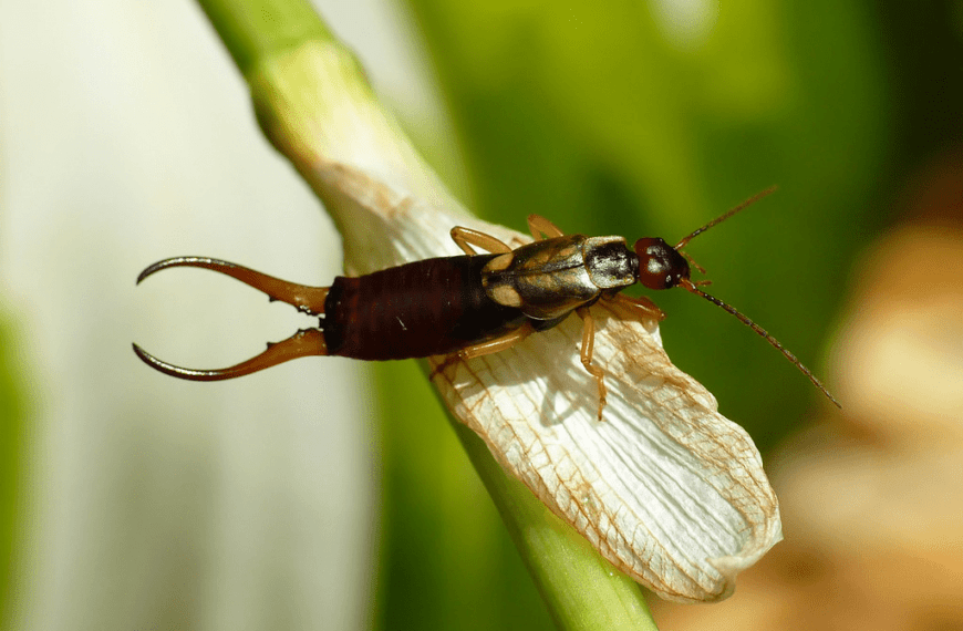 The Spiritual Meaning and Symbolism of Earwigs