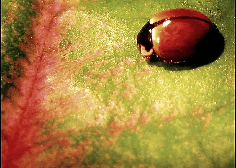 Ladybug With no Spots Spiritual Meaning Explained