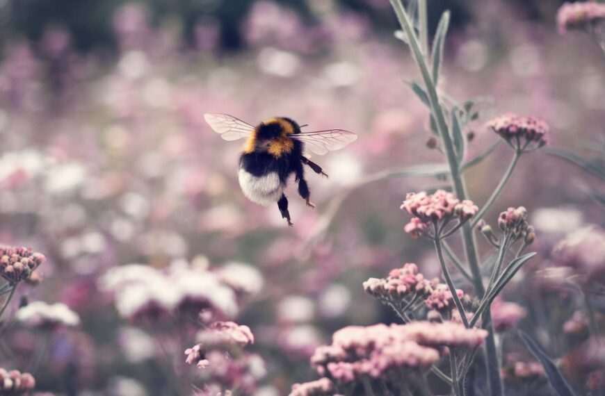 Spiritual Meaning & Symbolism of Bumblebee